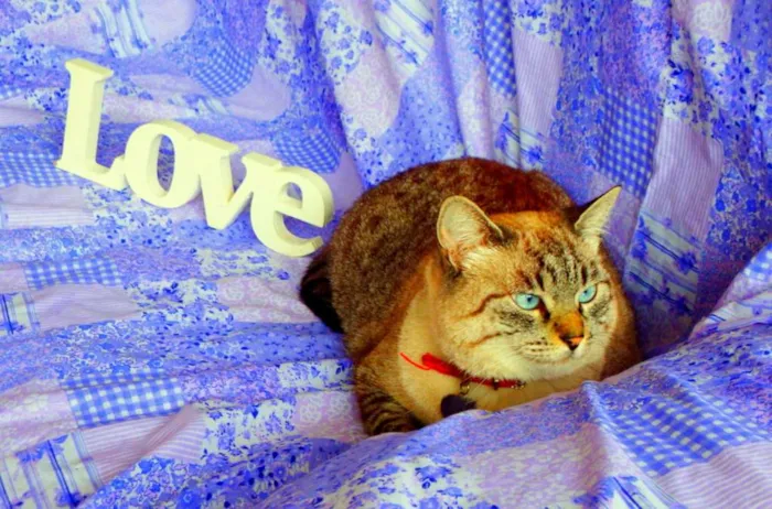 Gato ra a SRD idade 4 anos nome Safira