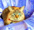 Safira