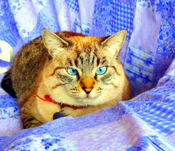 Gato ra a SRD idade 4 anos nome Safira