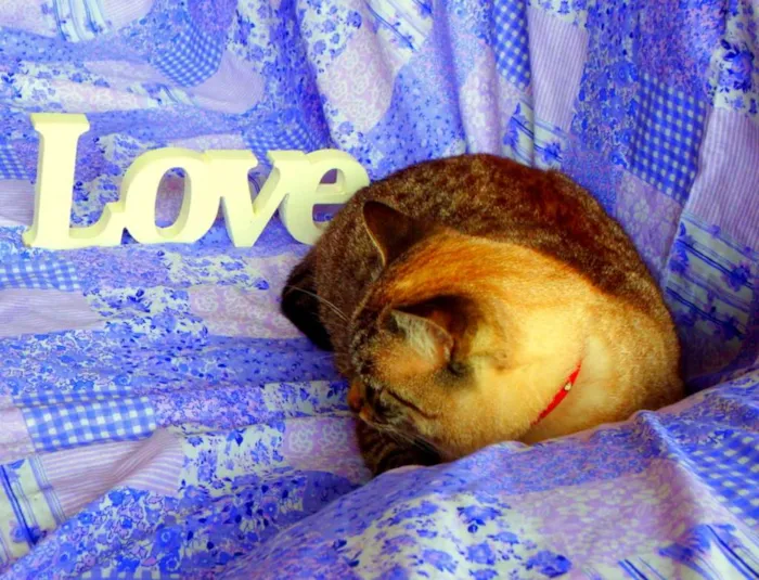 Gato ra a SRD idade 4 anos nome Safira