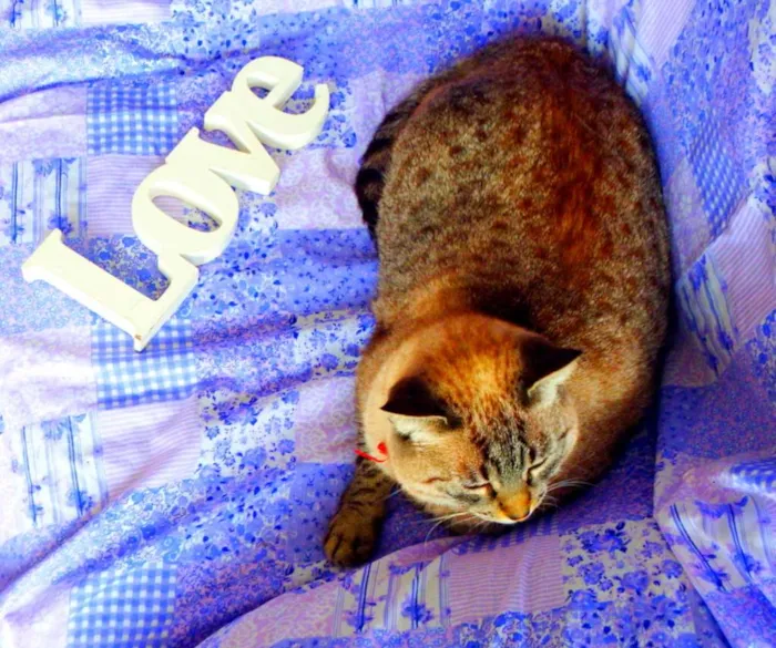 Gato ra a SRD idade 4 anos nome Safira
