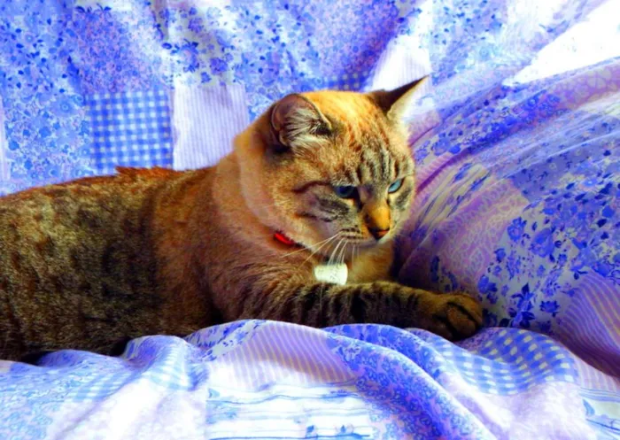 Gato ra a SRD idade 4 anos nome Safira