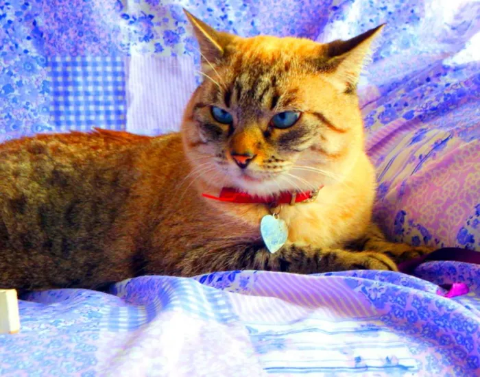 Gato ra a SRD idade 4 anos nome Safira