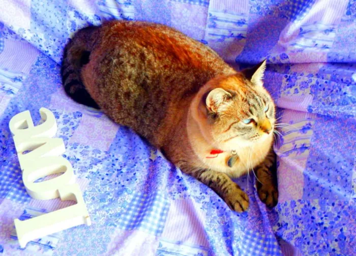 Gato ra a SRD idade 4 anos nome Safira