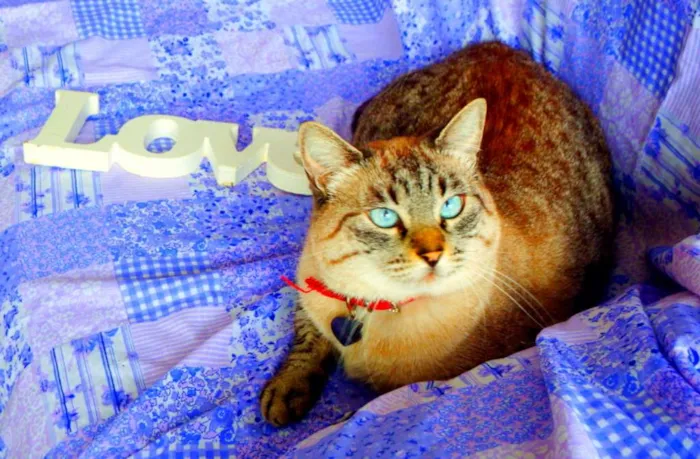 Gato ra a SRD idade 4 anos nome Safira