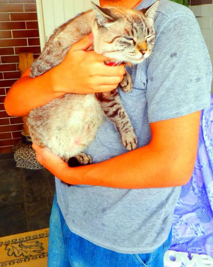 Gato ra a SRD idade 4 anos nome Safira
