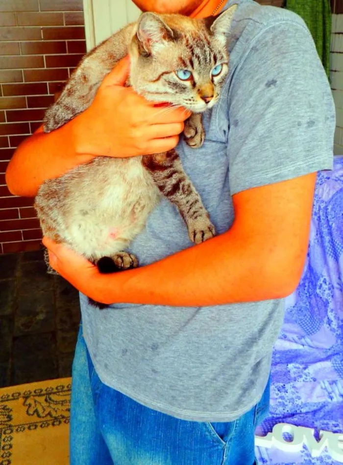 Gato ra a SRD idade 4 anos nome Safira