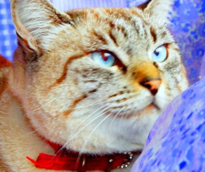 Gato ra a SRD idade 4 anos nome Safira