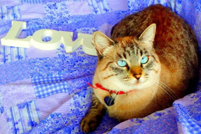 Gato ra a SRD idade 4 anos nome Safira