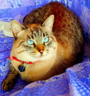 Gato raça SRD idade 4 anos nome Safira