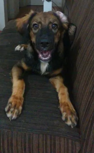 Cachorro raça Vira-lata idade 2 a 6 meses nome Lee