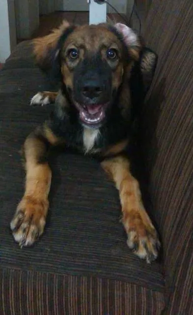 Cachorro ra a Vira-lata idade 2 a 6 meses nome Lee