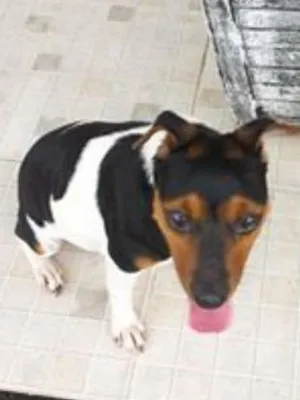 Cachorro raça SRD idade 2 anos nome sem nome