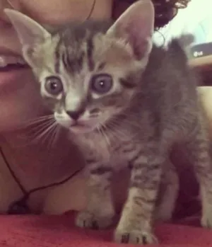 Gato raça tigrado idade 2 a 6 meses nome Pricipe