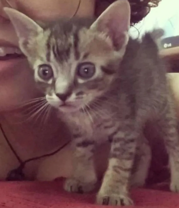 Gato ra a tigrado idade 2 a 6 meses nome Pricipe