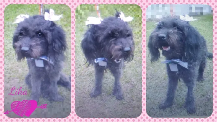 Cachorro ra a Mestiça de Poodle idade 2 anos nome Lika