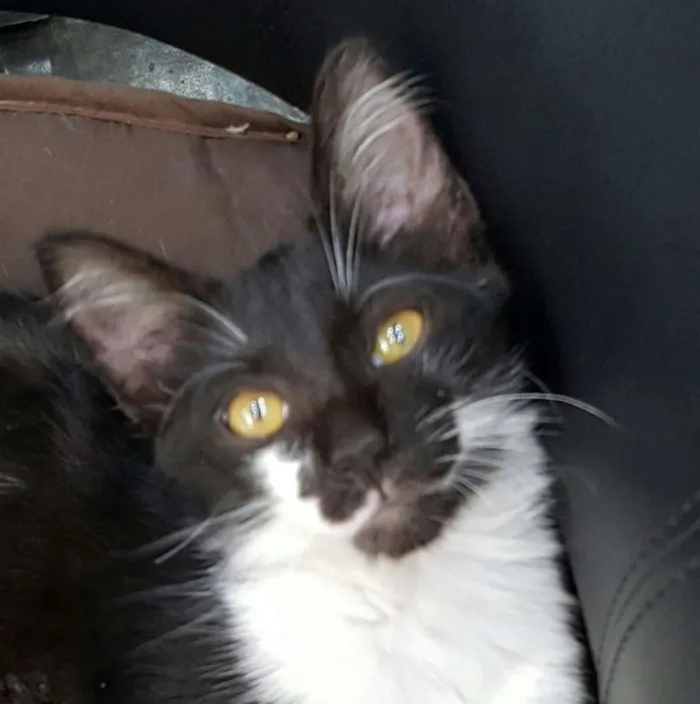 Gato ra a SRD idade 2 a 6 meses nome Ludovico