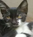 Ludovico