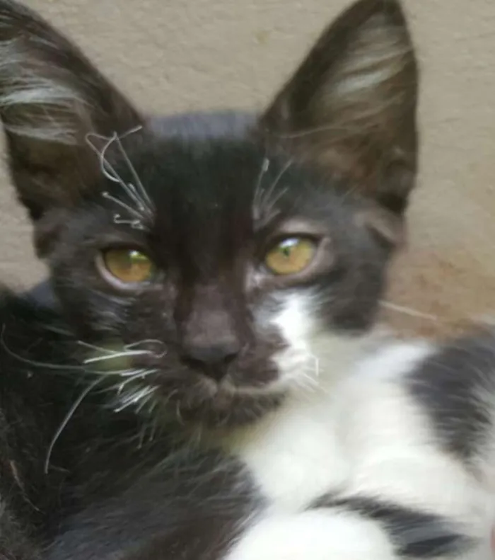 Gato ra a SRD idade 2 a 6 meses nome Ludovico