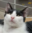 Nicolau