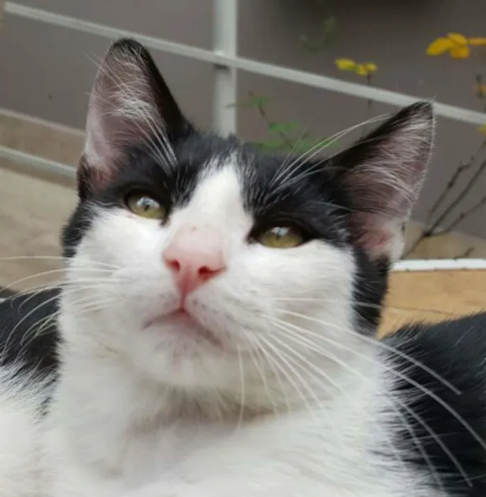 Gato ra a SRD idade 2 a 6 meses nome Nicolau