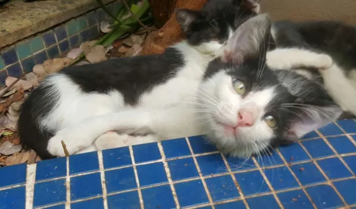 Gato ra a SRD idade 2 a 6 meses nome Nicolau