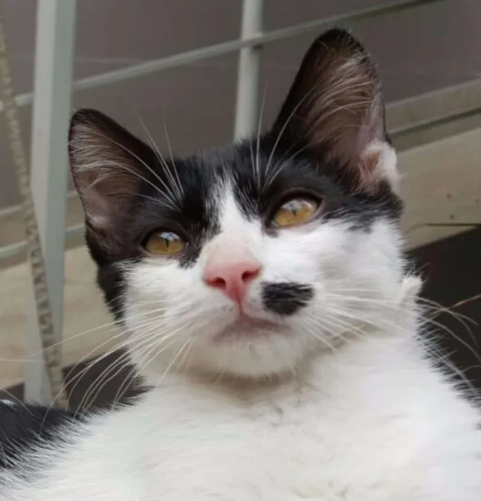 Gato ra a SRD idade 2 a 6 meses nome Angelina