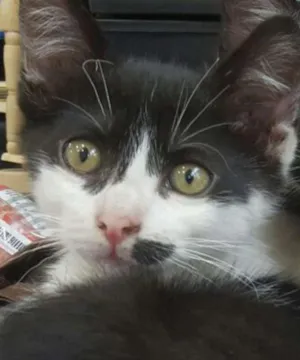 Gato raça SRD idade 2 a 6 meses nome Angelina