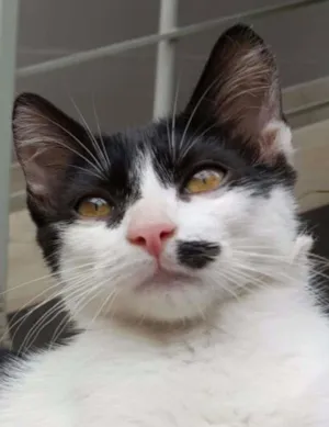 Gato raça SRD idade 2 a 6 meses nome Angelina