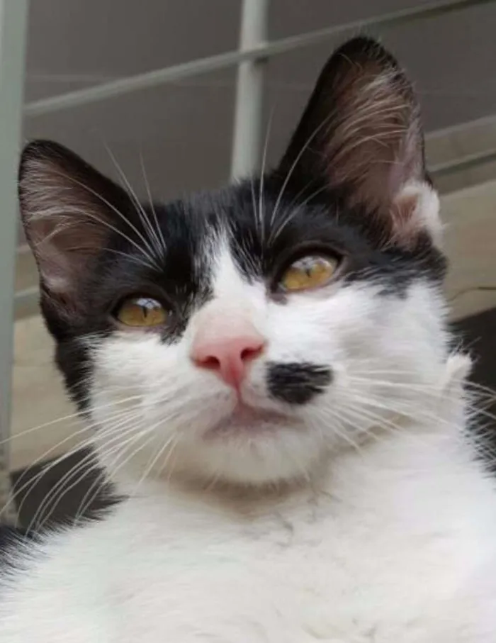 Gato ra a SRD idade 2 a 6 meses nome Angelina