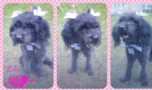 Cachorro raça Mestiça de Poodle idade 2 anos nome Lika