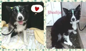 Cachorro raça SRD idade 3 anos nome Rhadija