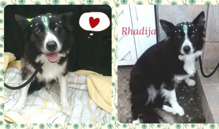 Cachorro ra a SRD idade 3 anos nome Rhadija