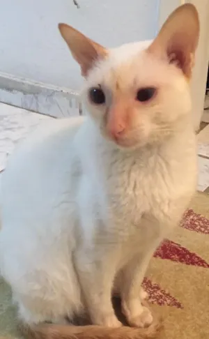 Gato raça SRD idade 7 a 11 meses nome Shanti GRATIFICA