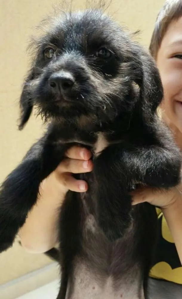 Cachorro ra a Não tem idade 2 a 6 meses nome Não tem