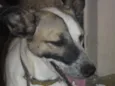 lece