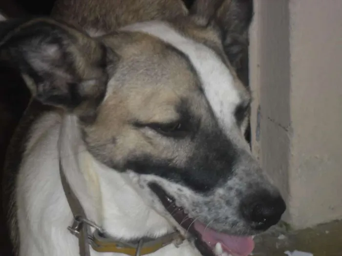 Cachorro raça mestiça idade 1 ano nome lece