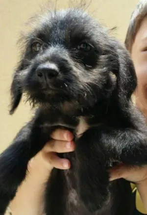 Cachorro raça Não tem idade 2 a 6 meses nome Não tem
