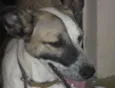 lece