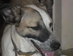Cachorro raça mestiça idade 1 ano nome lece