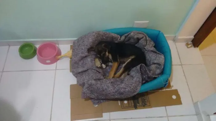 Cachorro ra a Srd idade 2 a 6 meses nome Sem nome
