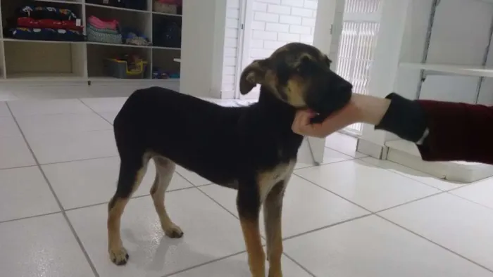 Cachorro ra a Srd idade 2 a 6 meses nome Sem nome