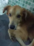 Cachorro raça Vira-lata idade  nome Pipoca