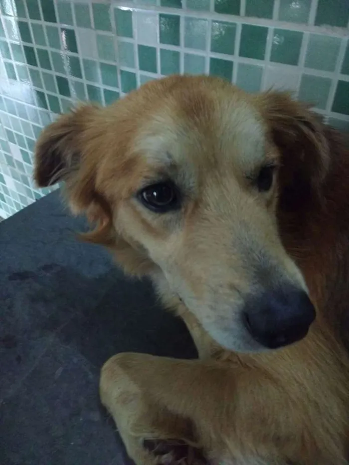 Cachorro raça Vira-lata idade  nome Pipoca