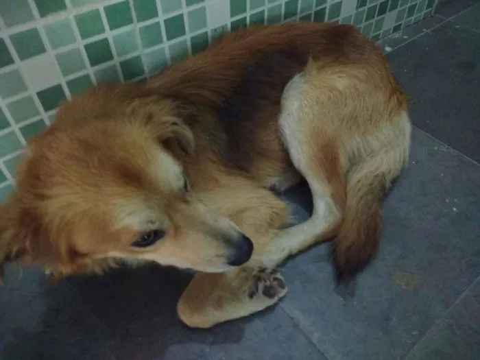 Cachorro raça Vira-lata idade  nome Pipoca