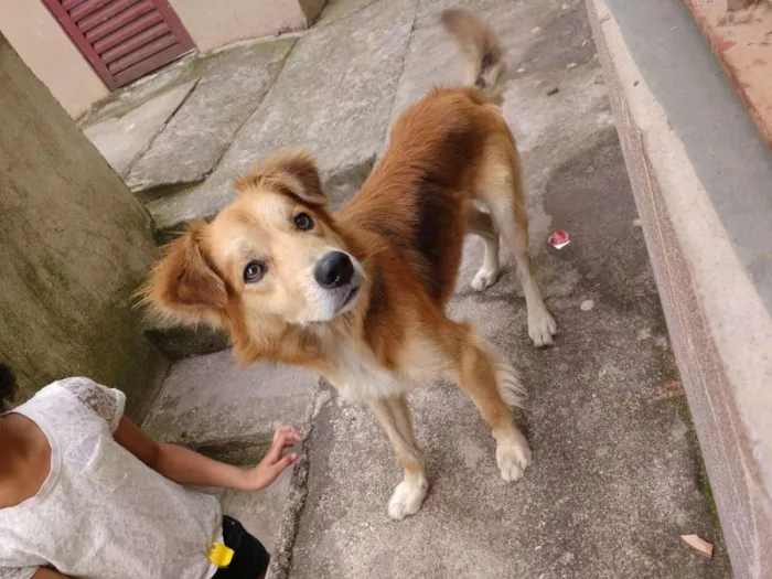 Cachorro raça Vira-lata idade  nome Pipoca