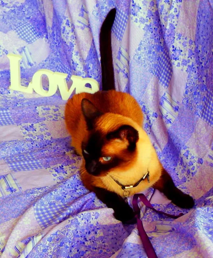 Gato ra a Siamês idade 4 anos nome Akira  castrado, va