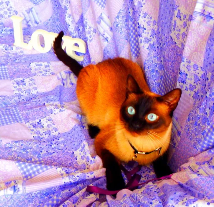 Gato ra a Siamês idade 4 anos nome Akira  castrado, va