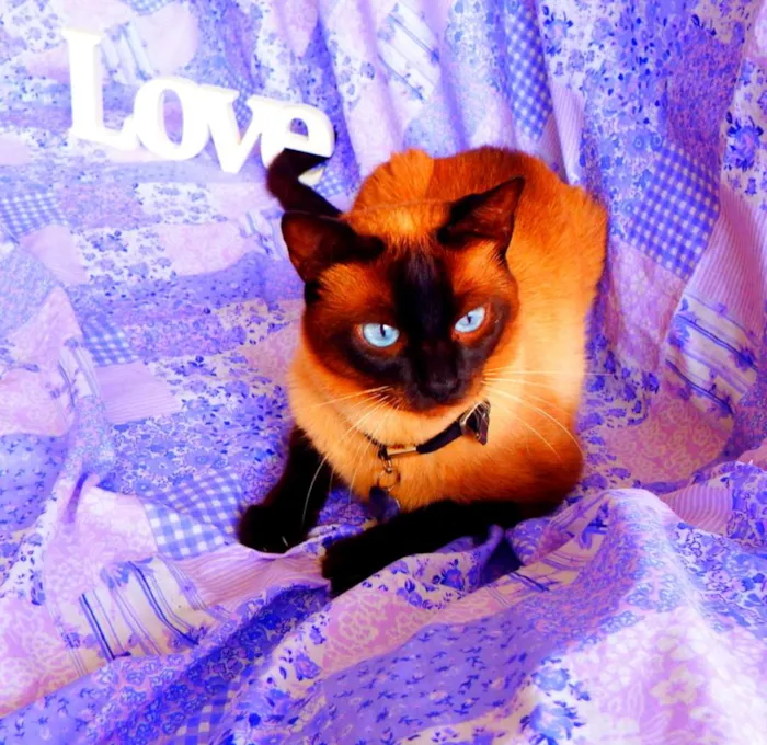 Gato ra a Siamês idade 4 anos nome Akira  castrado, va