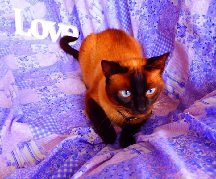 Gato ra a Siamês idade 4 anos nome Akira  castrado, va